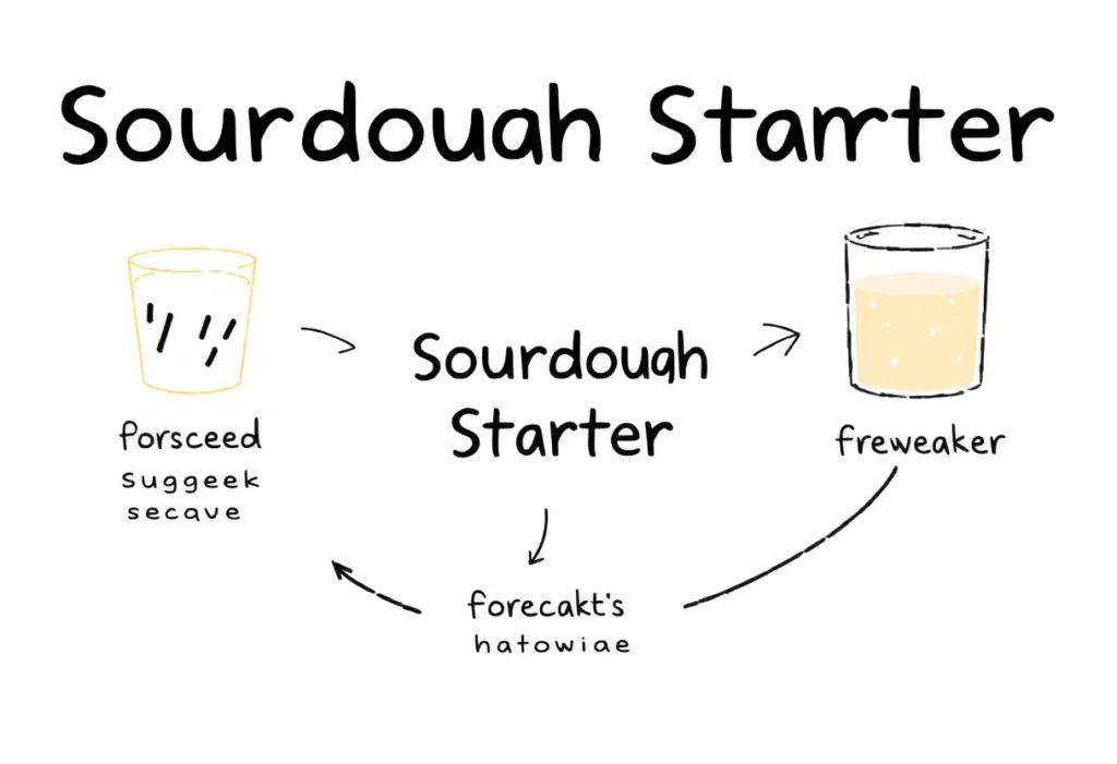 Diagram of the sourdough starter lifecycle showing feeding and discard stages.